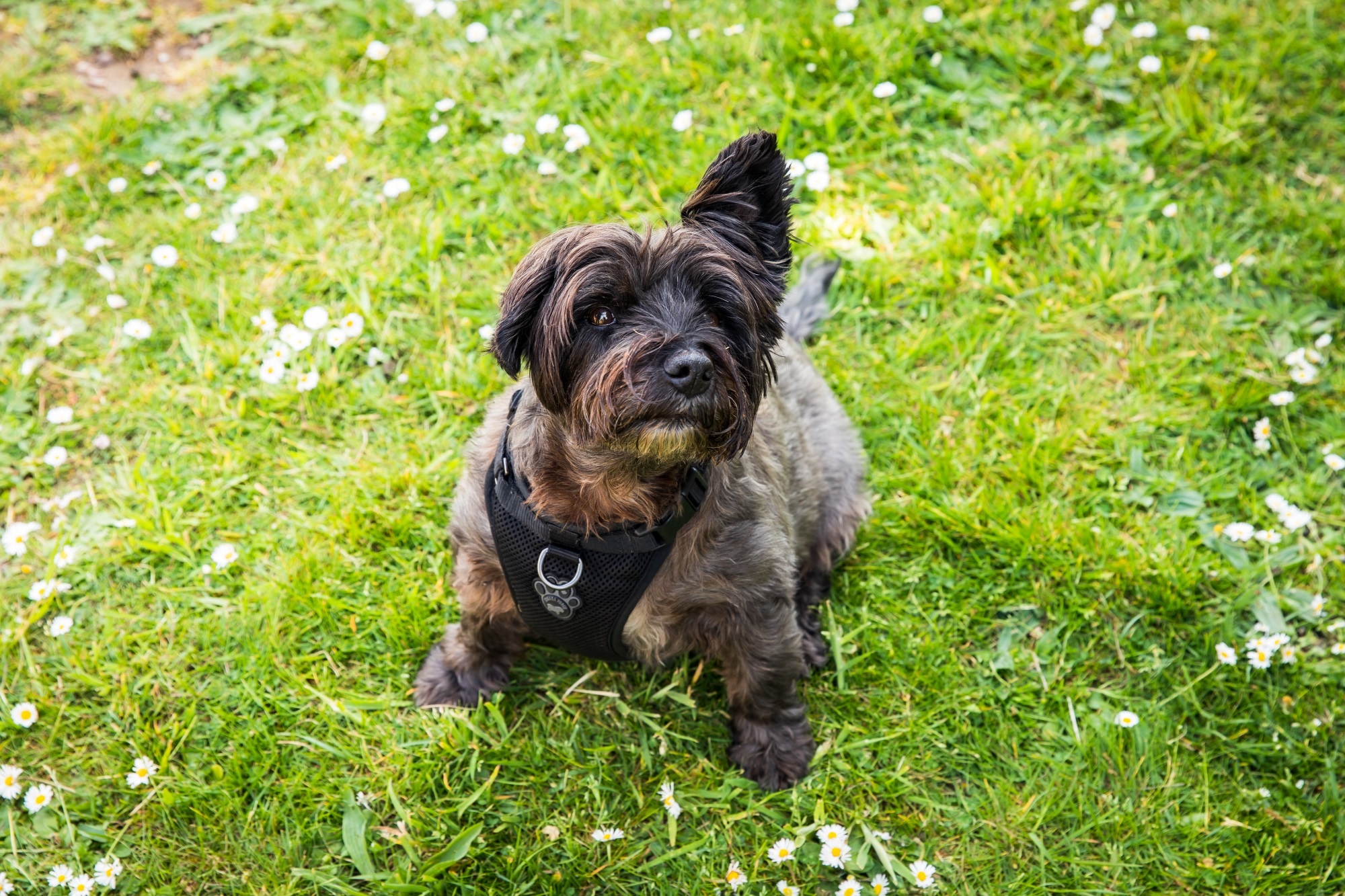Olive, our school dog